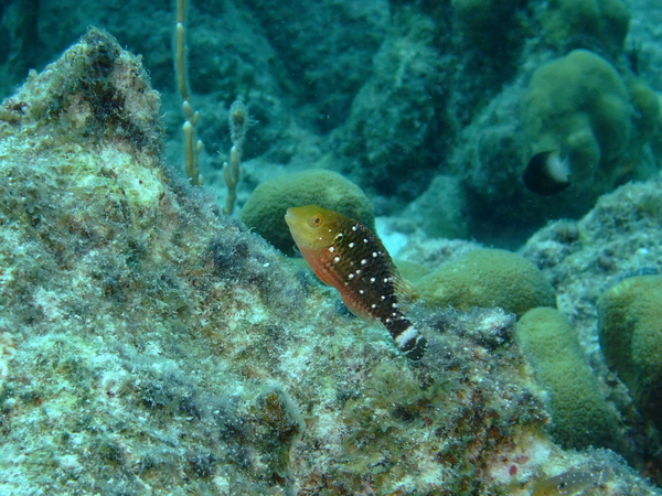 Parrotfish - Stoplight Parrotfish