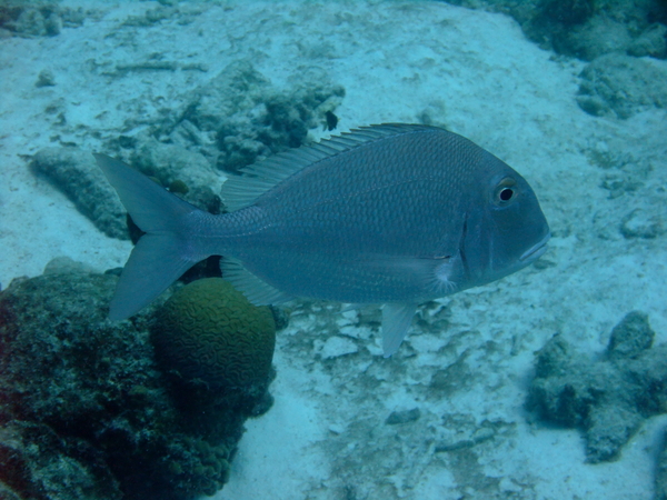 Porgies - Jolthead Porgy