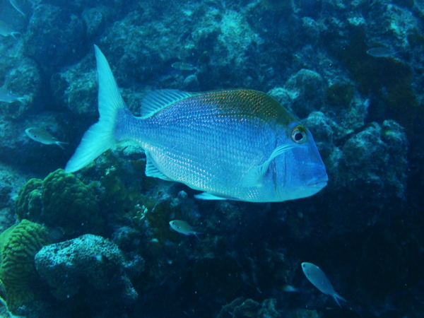 Porgies - Jolthead Porgy