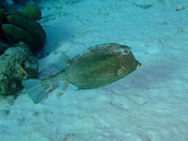 Trunkfish - Honeycomb Cowfish