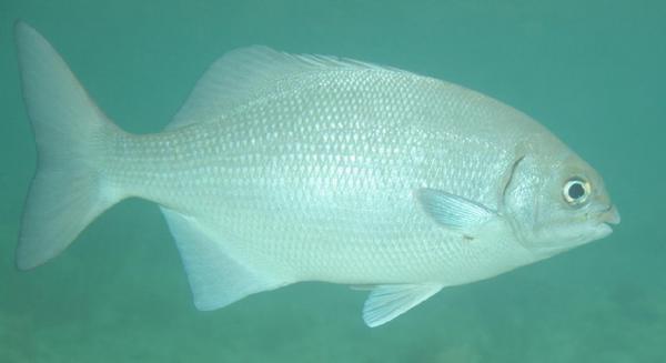 Indian Chub