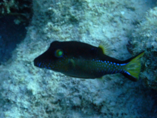 Pufferfish - Sharpnose Puffer Pufferfish - Sharpnose Puffer