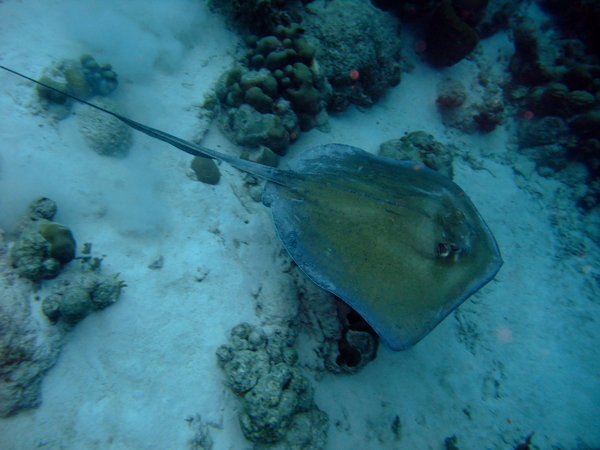 Stingrays - Southern Stingray