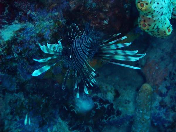 Lionfish - Common Lionfish