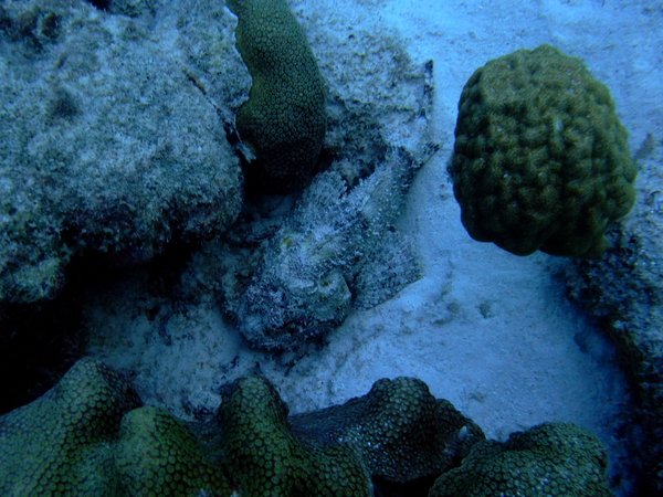 Scorpionfish - Spotted Scorpionfish