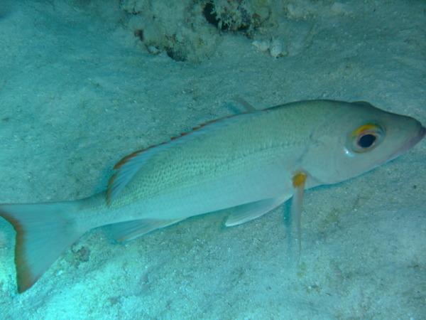 Snappers - Mahogany Snapper