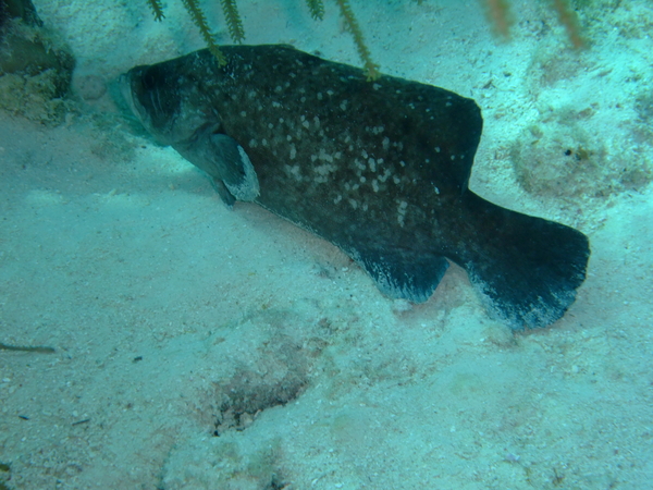 Seabasses - Greater Soapfish