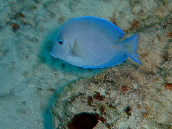 Surgeonfish - Blue Tang