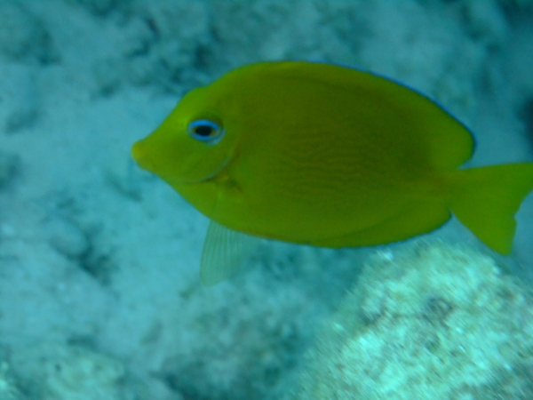 Surgeonfish - Blue Tang