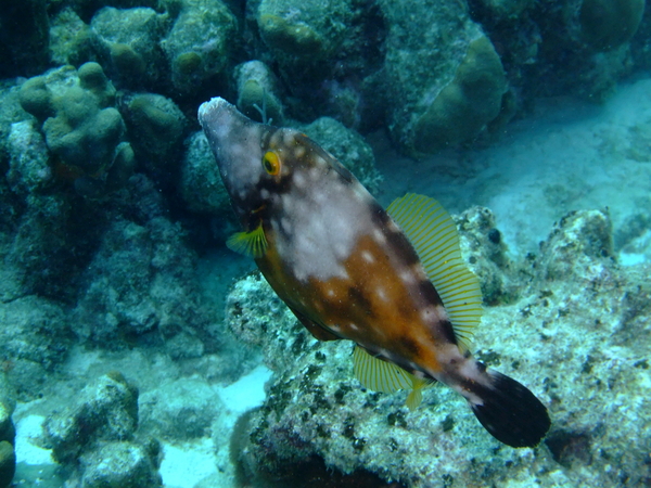 Filefish - Whitespotted Filefish