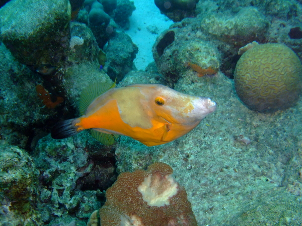 Filefish - Whitespotted Filefish