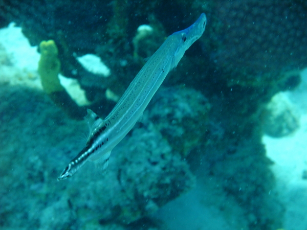 Trumpetfish - Trumpetfish