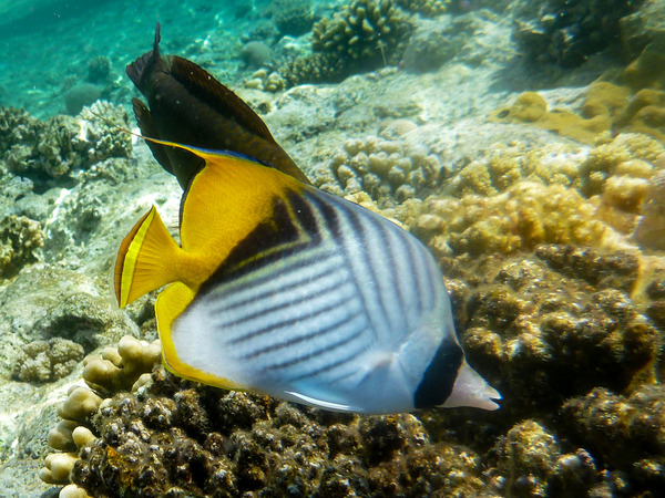 Butterflyfish - Threadfin Butterflyfish