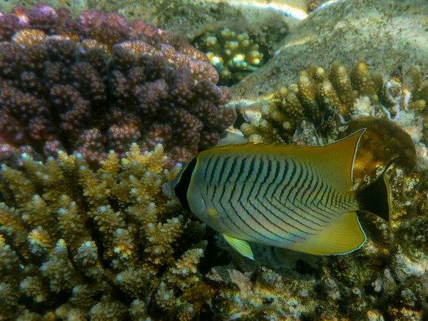 Butterflyfish - Chevroned Butterflyfish