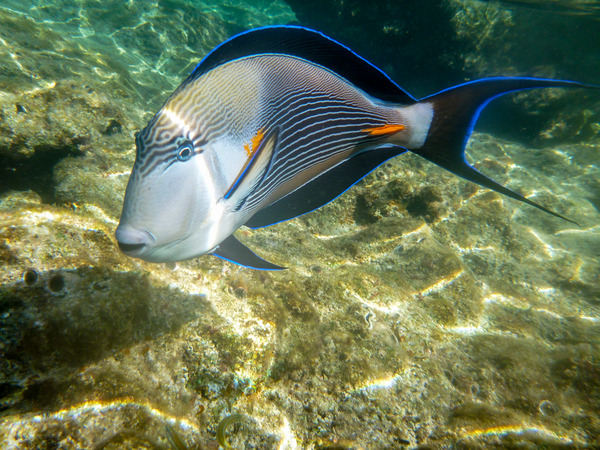 Surgeonfish - Sohal Surgeonfish