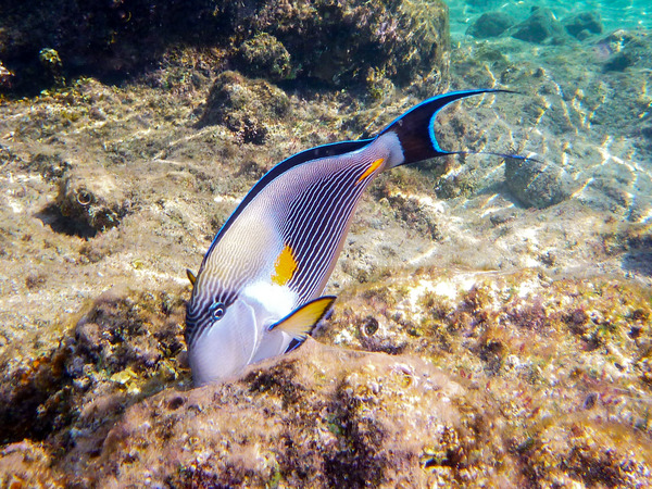 Surgeonfish - Sohal Surgeonfish