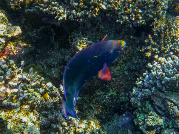 Parrotfish - Swarthy Parrotfish