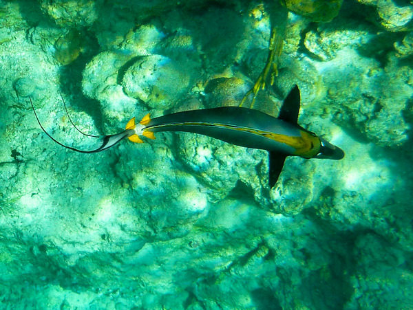 Surgeonfish - Elegant Unicornfish