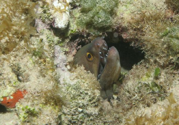 Moray - Purplemouth Moray Moray - Purplemouth Moray