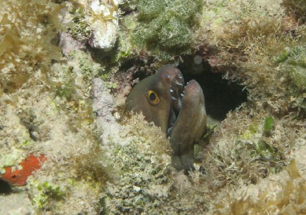 Moray - Purplemouth Moray