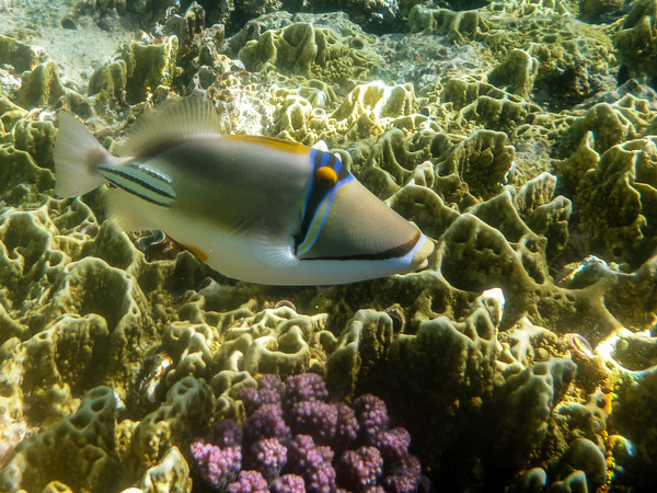 Triggerfish - Arabian Picasso Triggerfish