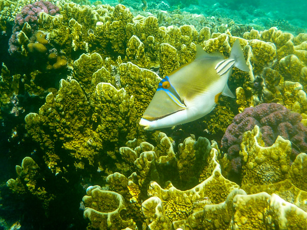 Triggerfish - Arabian Picasso Triggerfish