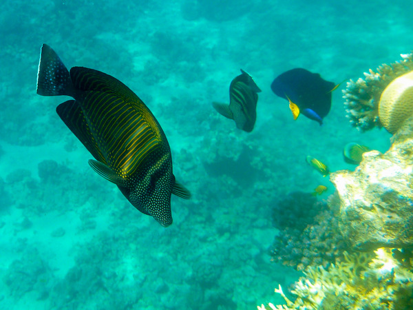 Surgeonfish - Desjardini Sailfin Tang