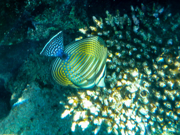 Surgeonfish - Desjardini Sailfin Tang