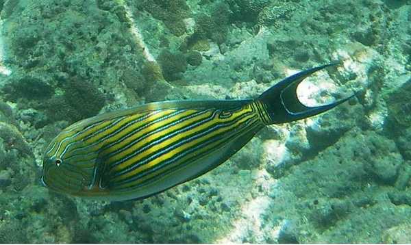 Surgeonfish - Lined Surgeonfish
