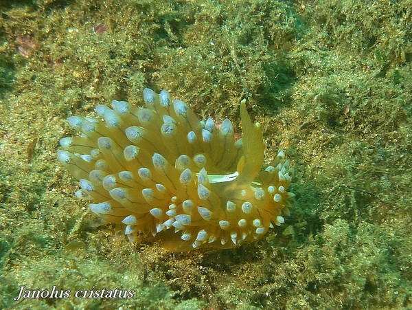 Nudibranch - Janolus cristatus