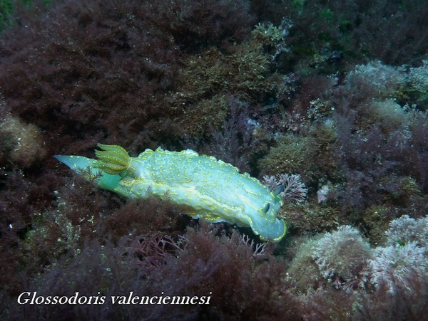 Nudibranch - Glossodoris valenciniensis