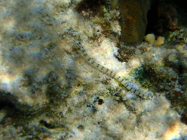 Pipefish - Network Pipefish