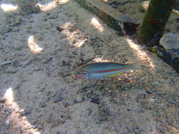 Wrasse - Klunzingers Wrasse