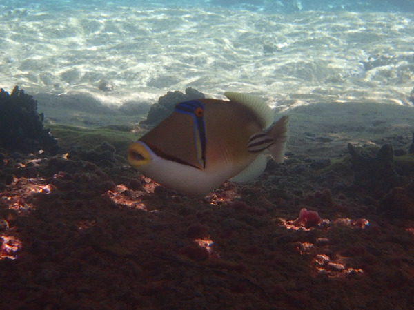 Triggerfish - Picasso Triggerfish