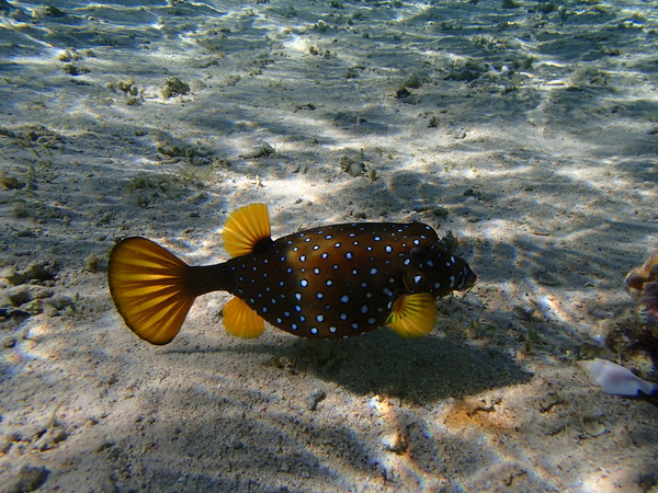 Trunkfish - Yellow Boxfish