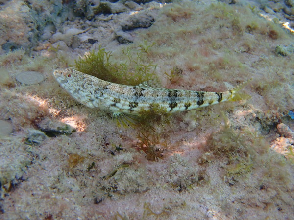 Lizardfish - Sand Lizardfish
