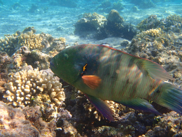 Wrasse - Broomtail Wrasse