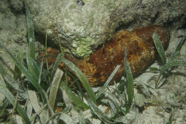 Sea Cucumbers - Florida Sea Cucumber