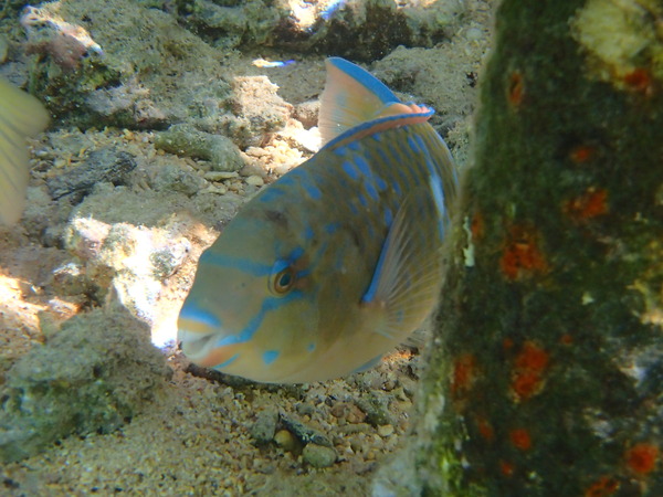 Parrotfish - Bicolour Parrotfish