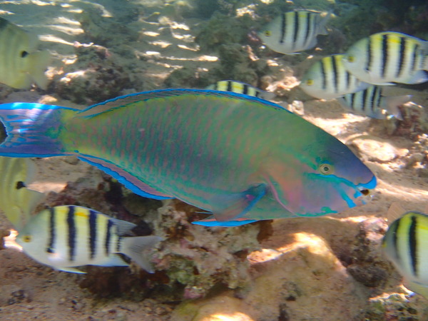 Parrotfish - Bicolour Parrotfish