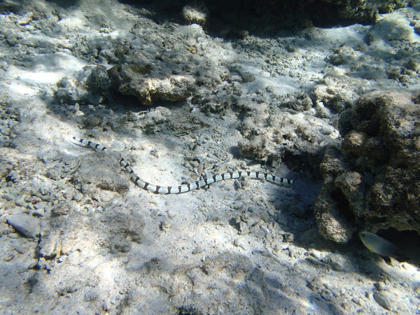 Snake Eels - Harlequin Snake Eel