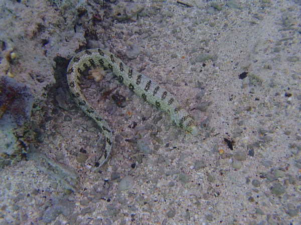 Moray - Snowflake Moray