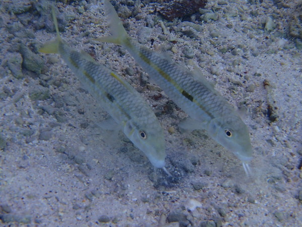 Goatfish - Yellow Striped Goatfish