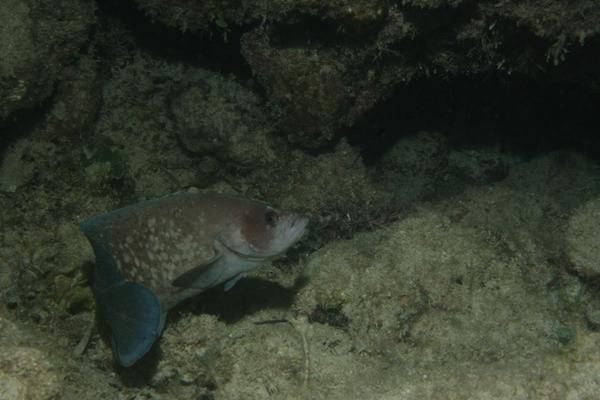 Seabasses - Greater Soapfish