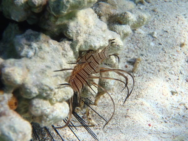 Lionfish - Russell's Lionfish