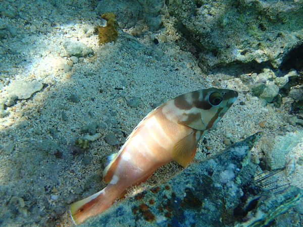 Groupers - Blacktip Grouper