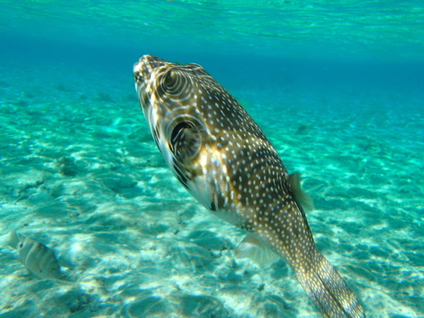 Pufferfish - Whitespotted Puffer