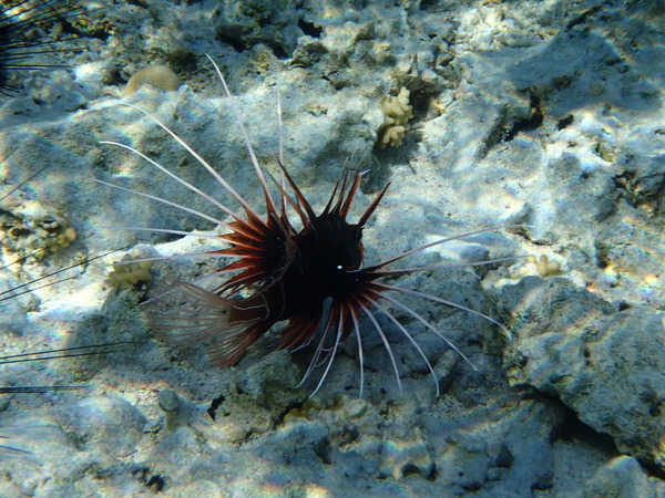 Lionfish - Clearfin Lionfish