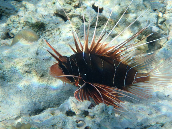 Lionfish - Clearfin Lionfish