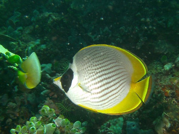 Butterflyfish - Panda Butterflyfish